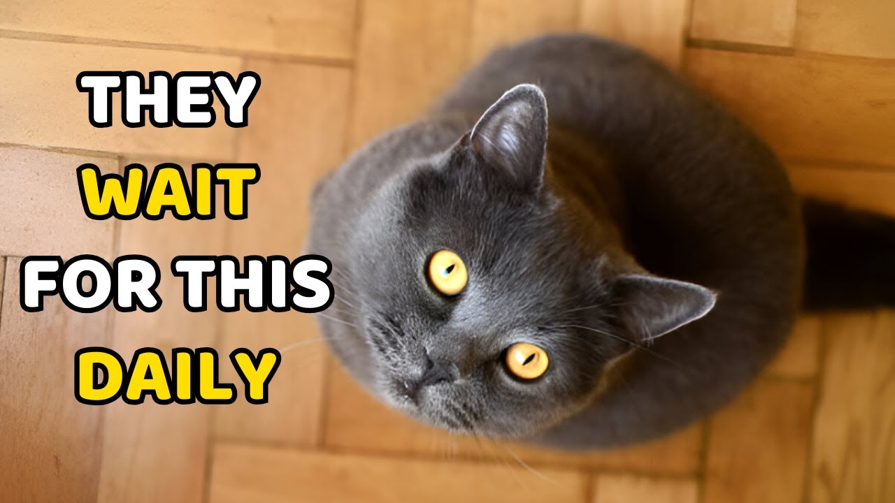 9 Things Your Cat Secretly Wishes You’d Do More Often