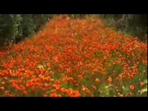 download lagu mp3 mp4 Ao Senhor Dos Senhores Cantai, download lagu Ao Senhor Dos Senhores Cantai gratis, unduh video klip Ao Senhor Dos Senhores Cantai
