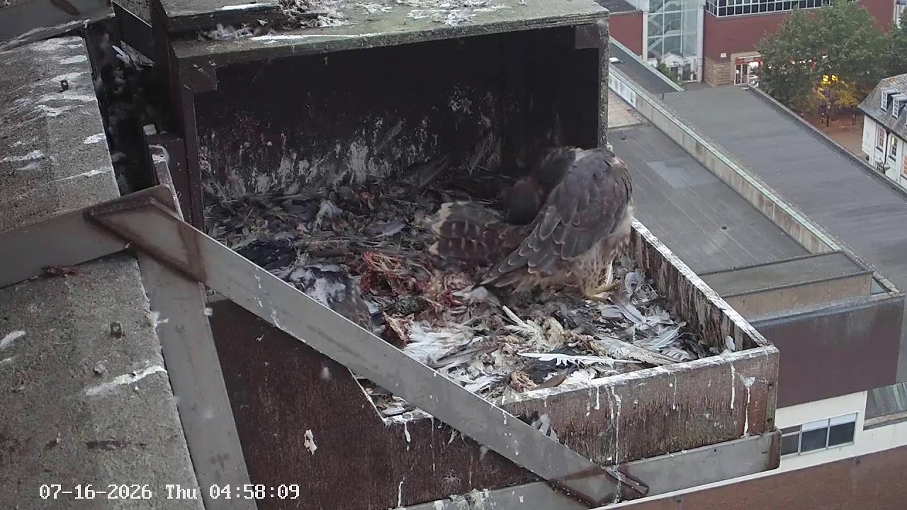 Live webcam view of Aylesbury Peregrine Nest, Camera 2