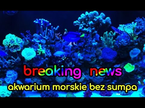 (99) Breaking News / Idzie nowe - Akwarium morskie - Reef aquarium
