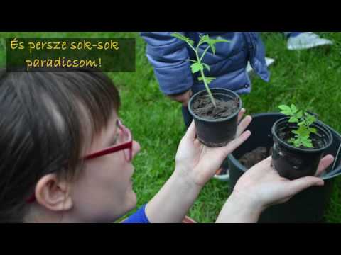 PDF-Odú palánta program