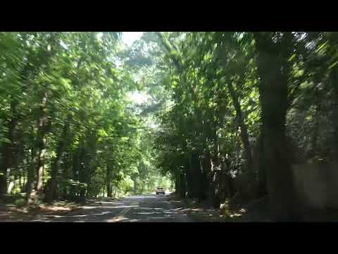 Tunnel of Trees: Weston MA (Summer Street)
