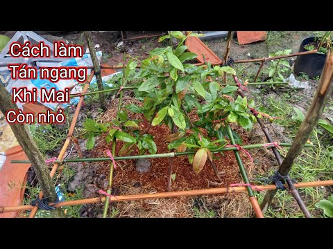 Cách chỉnh sửa tán ngang cho Mai vàng lúc nhỏ