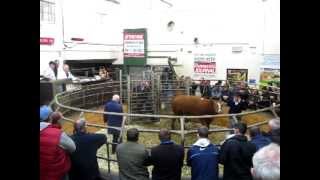 preview picture of video 'Ballymote XSimmental Breeding Heifer Sale - Maiden heifer.MOV'