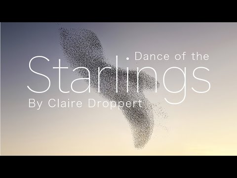 Dance of the STARLINGS by Claire Droppert (murmuration)