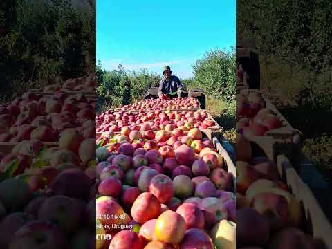 acá en las piedras canelones Uruguay 🇺🇾