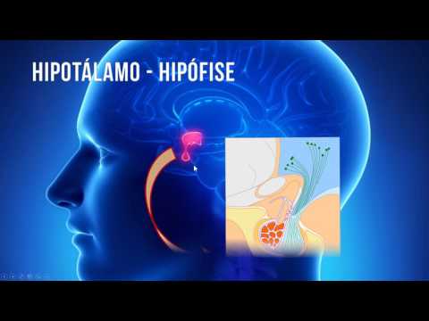 Aula 19 -  Endócrino