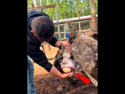 He Saved a Falling Ostrich Egg 🥚🐦❤️