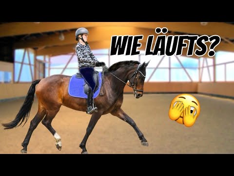 HONEST TRAINING UPDATE ON FRIEDA💪