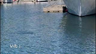 【カナダの野生動物】Otter　カワウソ