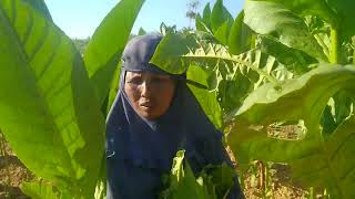 Download lagu Viral tembakau Madura mp3