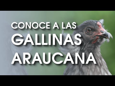 , title : 'Gallinas Araucana y el misterio de los huevos azules 🐔'