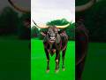 Gay Gay Gay Wala Video Gay Ki Video Gay Wala Cartoon Gorur Video