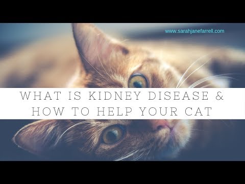 What is renal failure in cats (and how to keep them comfortable)