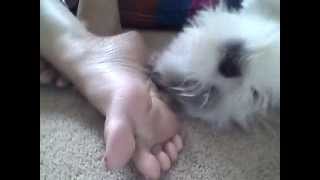 preview picture of video 'my dog scratching my mom's foot Staying 4eva! Please subscribe!!'