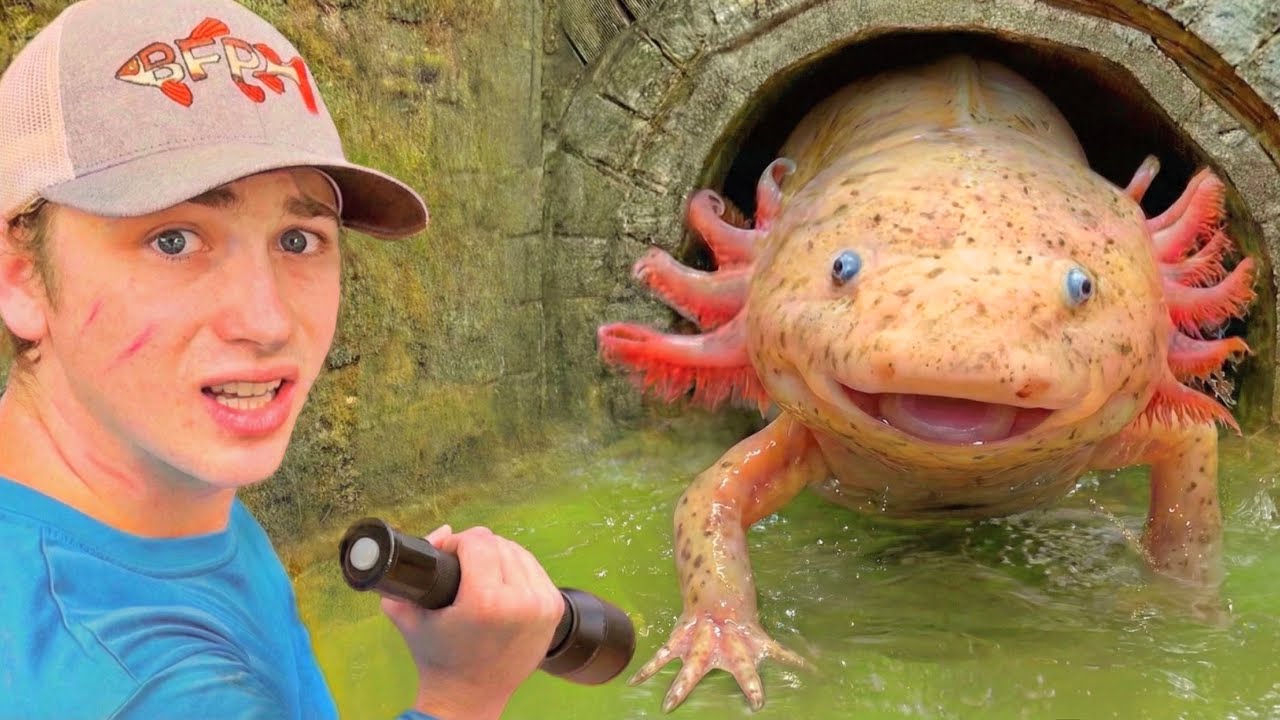 I Found Axolotls in a Hidden Tunnel!