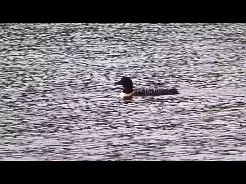 Common Loon / Plongeon huard