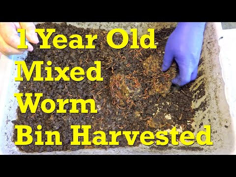 Harvesting castings from 1 year old continuous-flow mixed red worm bin - vermicompost