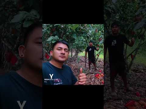 tocache San Martín PERÚ