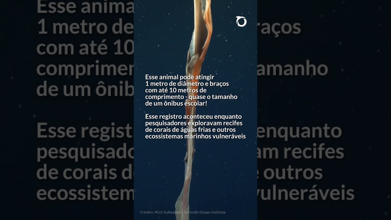 Água-viva gigante à vista! 🪼