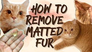 How to Get Rid of Matted Fur: NO VET, NO SHAVE, NO PAIN!