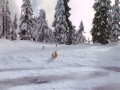 Snow Buddies