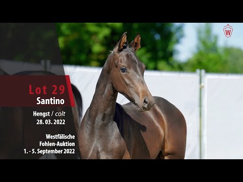 Fohlen-Auktion Lot 29  Santino Hengst v. Secret Game - Franziskus