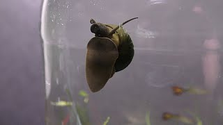 Busy Trapdoor Snails