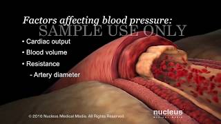 Understanding Basic Blood Pressure Control | Nucleus Health