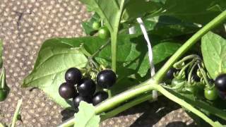 Deadly nightshade Atropa belladonna