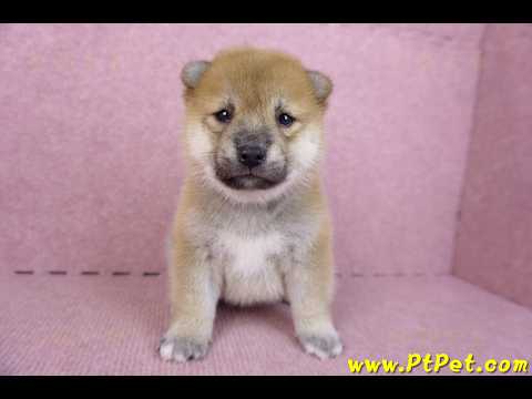 09/21赤色柴犬母幼犬1號(高雄橋頭)