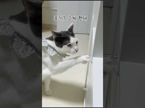 고양이가 너무 영리하면 생기는 일