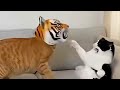 These Cats Are TOO Funny Orange Vs Tuxedo Compilation