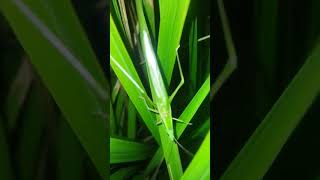 Download lagu suara belalang#mode#pesawat mp3