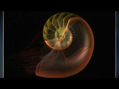 Mollusc Animation - Nautilus Body Plan