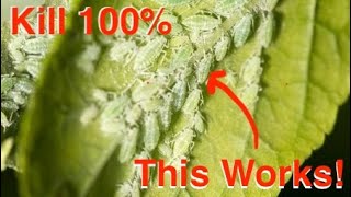 Get Rid of Aphids in Your Grow Room - Try This First!