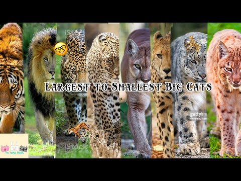 Biggest to smallest big cats
