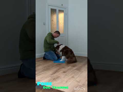 Training your dog to wear a muzzle. Part one - Positive associations.