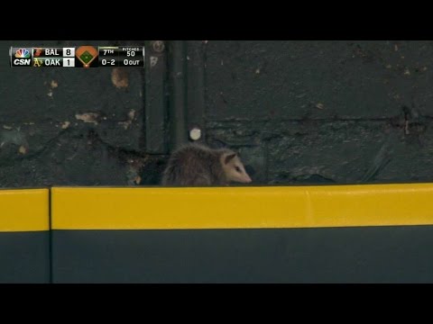 Opossum takes in the game from left field