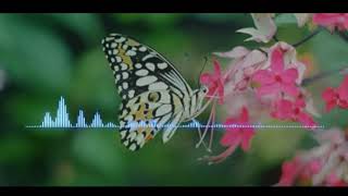 Download lagu Setory Whatsapp kupu-kupu liarku Slank mp3