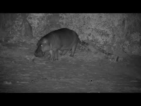 Djuma: Hippo out of water to mark bush, then back in - 19:09 - 09/28/2022