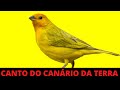 1 HORA DE CANTO DO CANÁRIO DA TERRA NA NATUREZA
