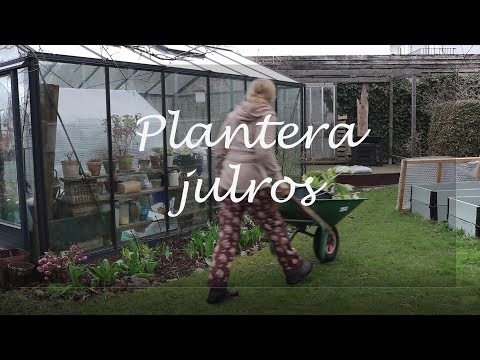 Plantera julros