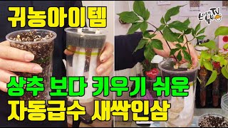 귀농아이템 새싹인삼 수경재배 토경재배 재배키트 사용방법
