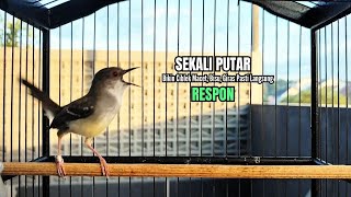 Download lagu suara burung CIBLEK SEMI GACOR Ngebren Ampuh untuk Pancingan Ciblek Kristal dan Masteran Ciblek mp3