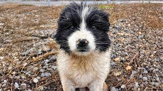 Rescue of an Abused Puppy Thrown Away on the Highway