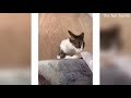 Cамое смешное видео в мире №4