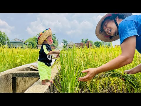 Bibi enliste helps Dad get water while harvesting rice in the fields!