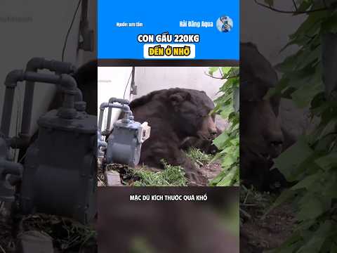 Khi nhà bạn có con gấu đến ở ké. #haidangaqua #dongvat #animals #thuvi #khampha #kienthuc