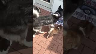 Pomsky Puppies Videos